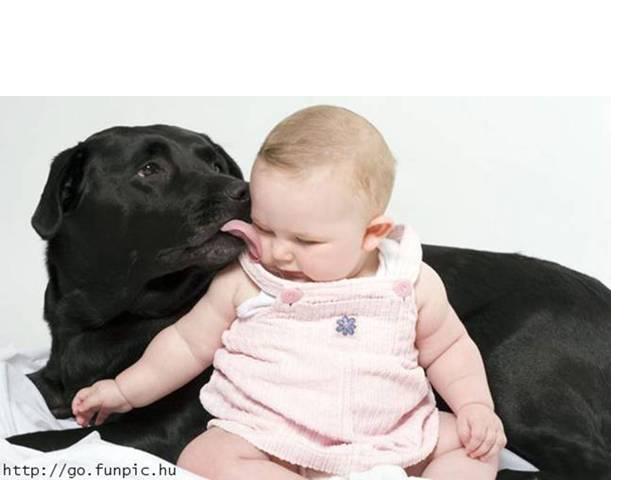 Animais Divertidos